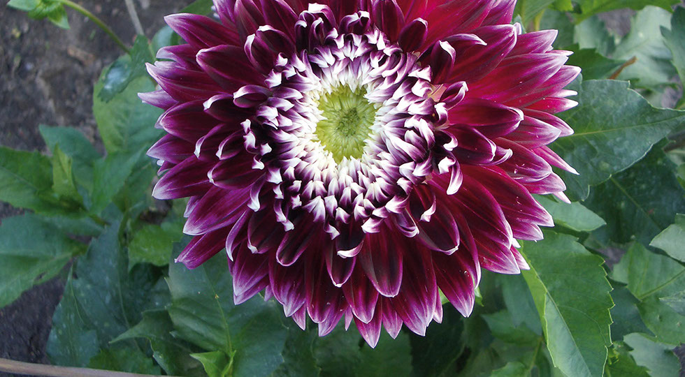 Gartenbau Vogel läßt es blühen