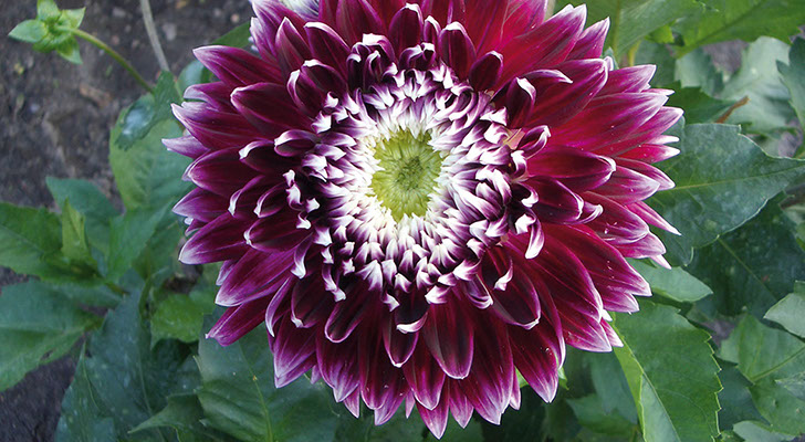 Gartenbau Vogel läßt es blühen