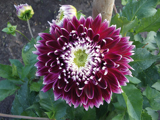 Gartenbau Vogel läßt es blühen