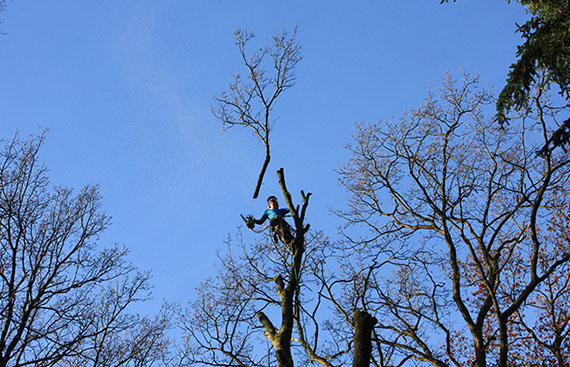 Baumpflege Gartenbau Vogel