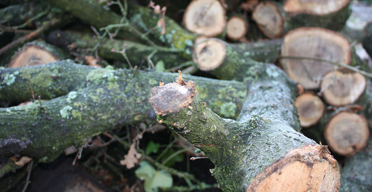 Holzschnitt Gartenbau Vogel Holzschnitt Gartenbau Vogel