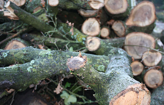 Holzschnitt Gartenbau Vogel
