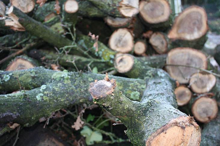 Holzschnitt Gartenbau Vogel