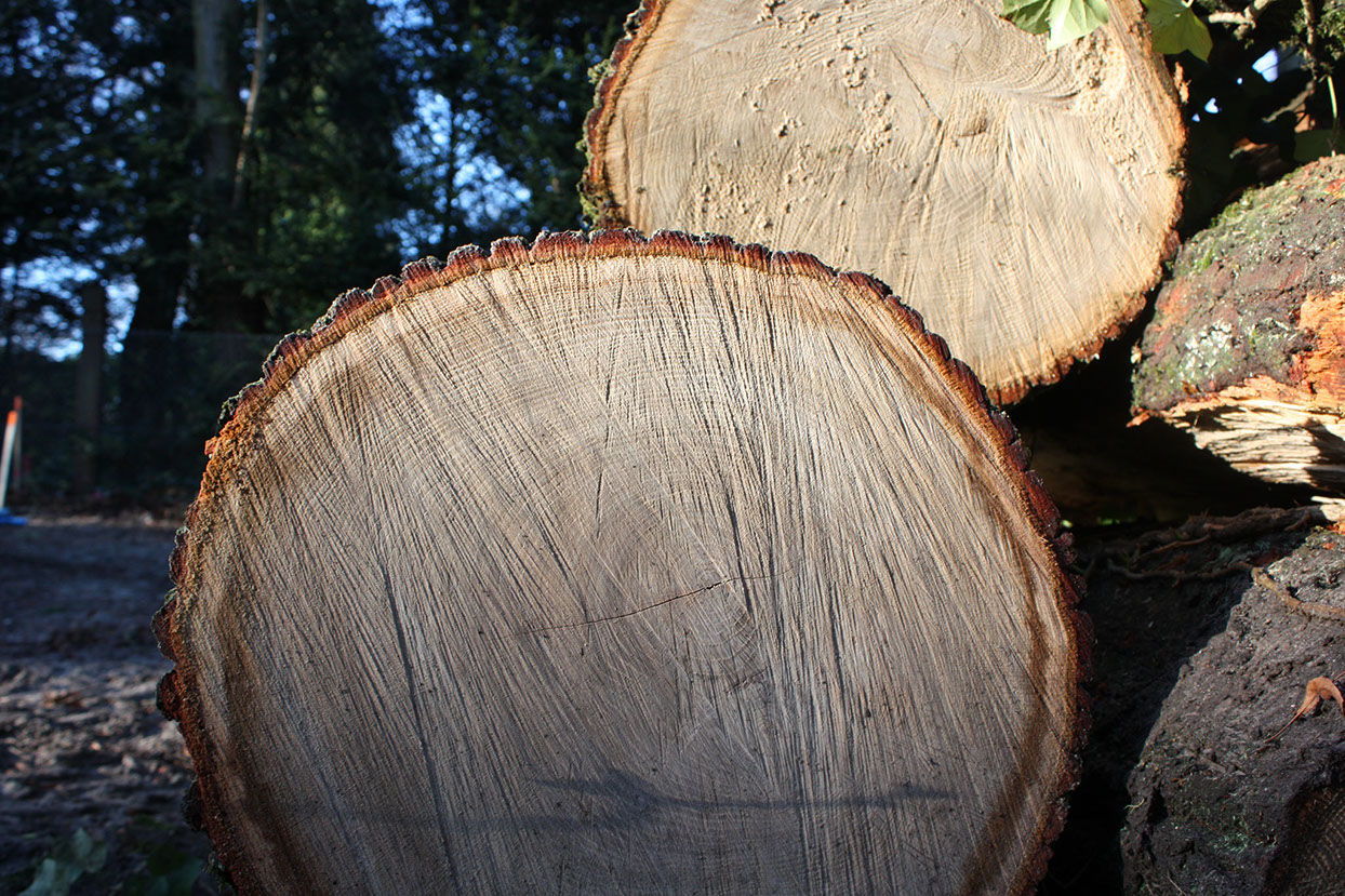 Baumschnitt Gartenbau Vogel