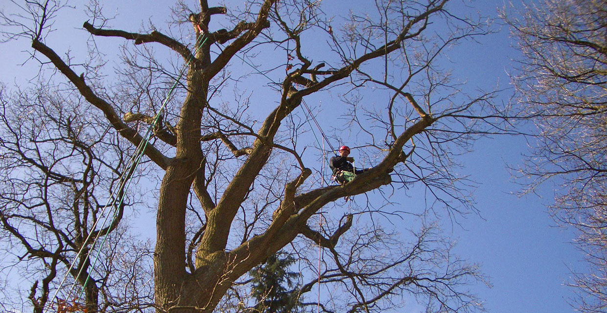 Baumpflege Gartenbau Vogel