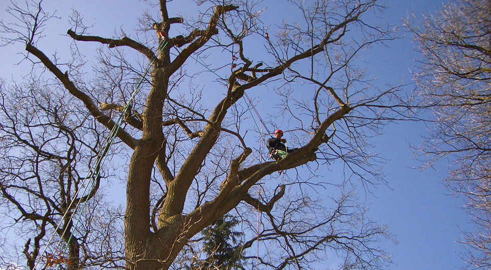 Baumpflege Gartenbau Vogel
