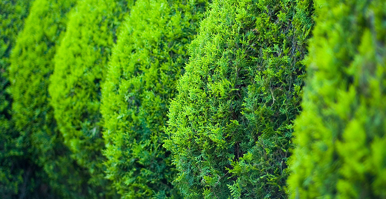 Heckenpflege Gartenbau Vogel