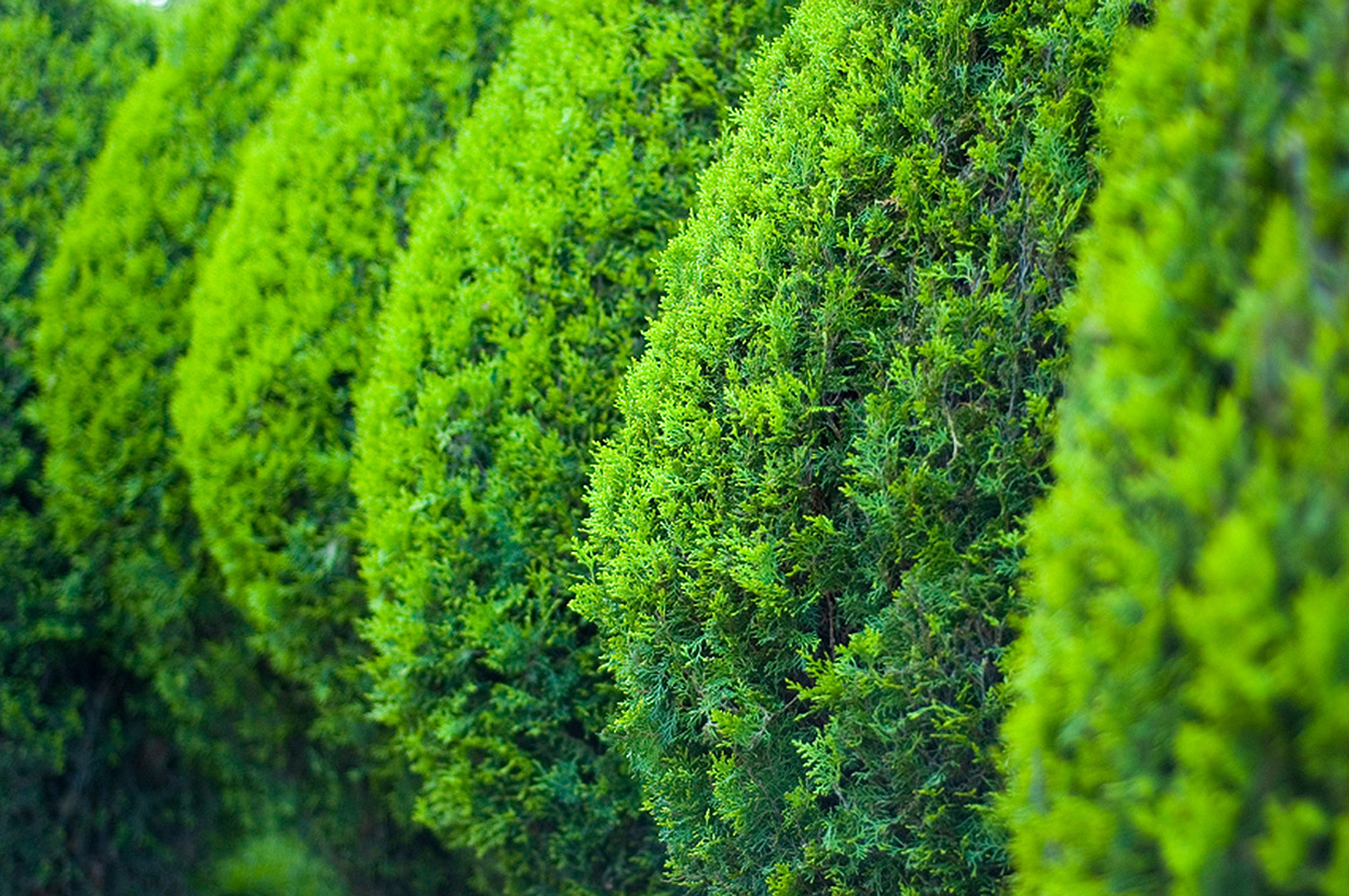 Heckenpflege Gartenbau Vogel