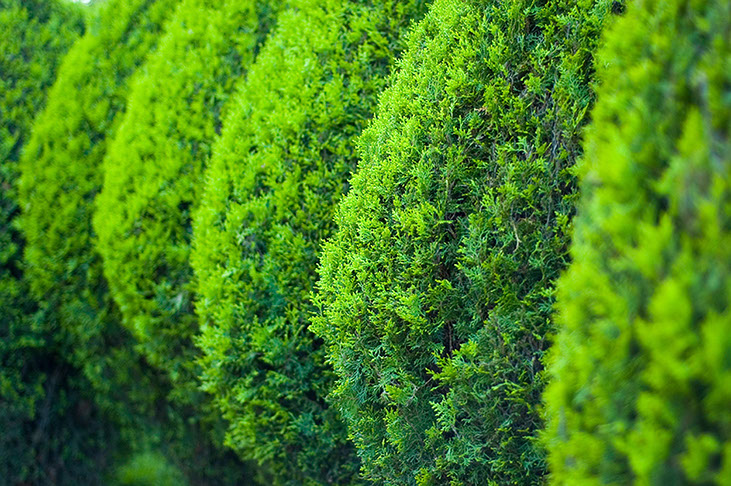 Heckenpflege Gartenbau Vogel